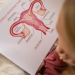 systeme urinaire et genital